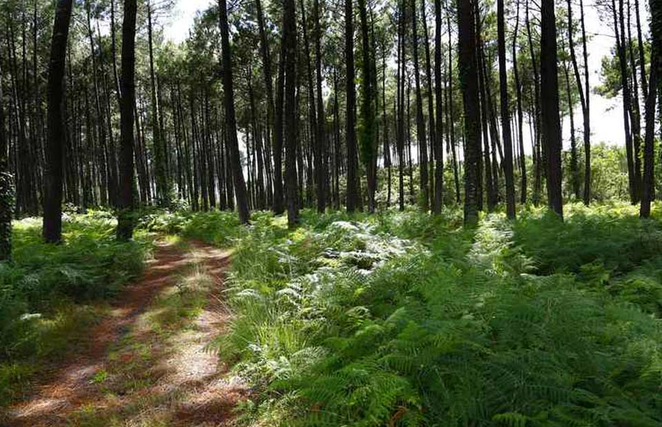 chemin foret des landes